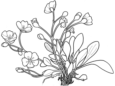 Download 44 Gambar Flora Flora Terbaik Gratis - Pixabay Pro