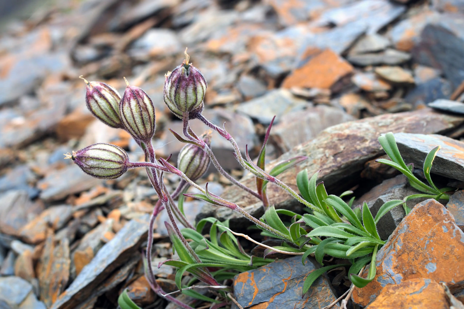 Flora of Alaska Vascular plants of Alaska